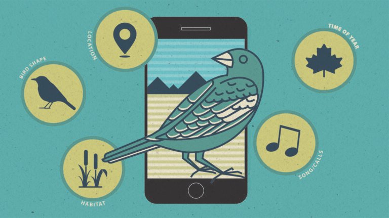 Birdwatching Apps for Identifying Patterns