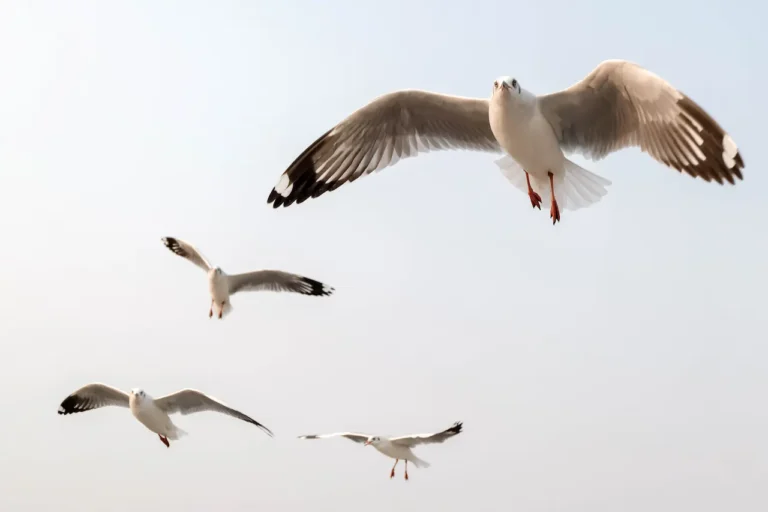 How to Analyze Bird Patterns in Flight