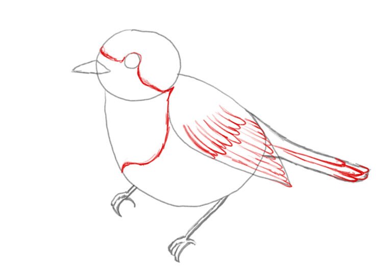 How to Draw Bird Patterns Step by Step
