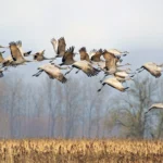 How to Study Migration Patterns of Birds